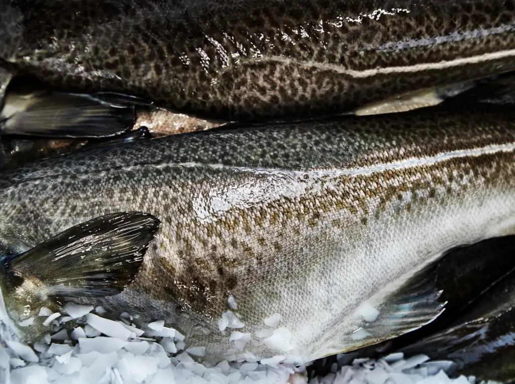 Iceland cod