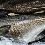Iceland cod