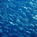 Big_school_of_mackerel_fish