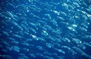 Big_school_of_mackerel_fish