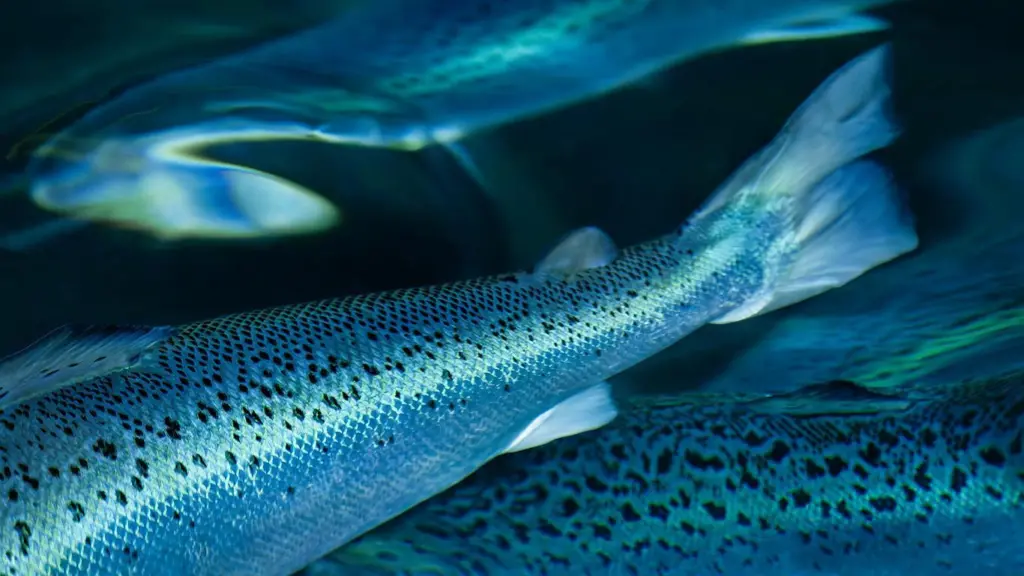 salmon