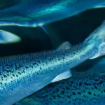 salmon
