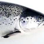 BC salmon