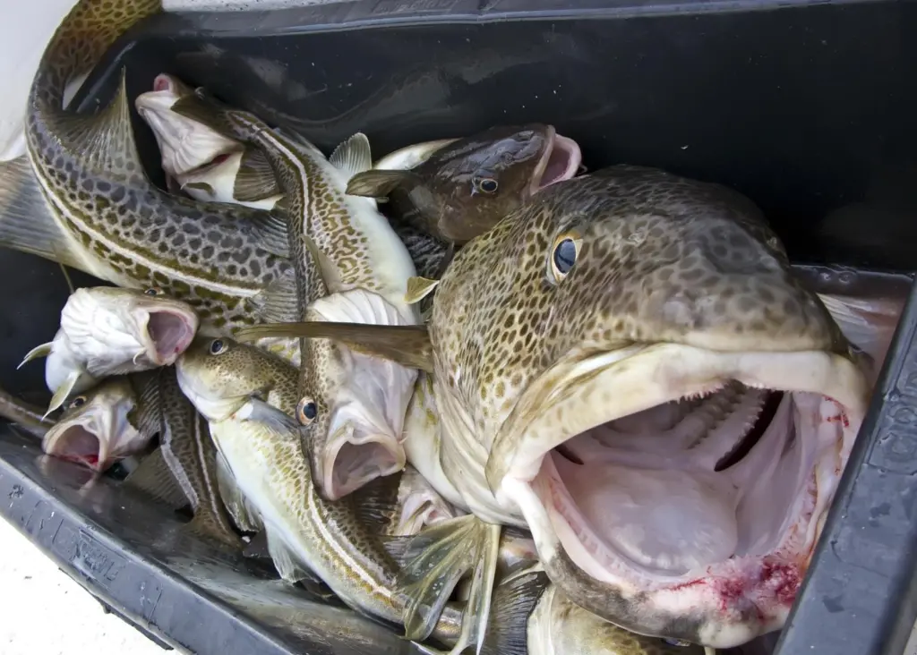 Cod