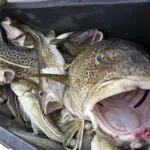 Cod