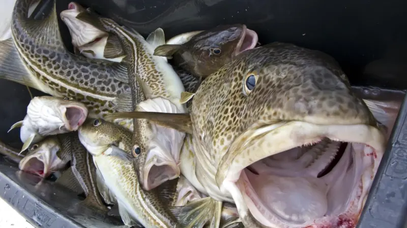Cod