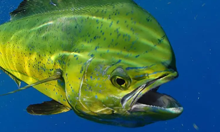 mahi mahi