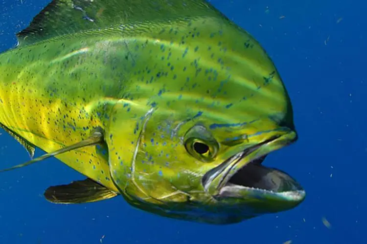 mahi mahi