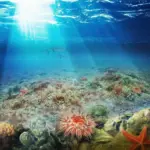 Oyster reef