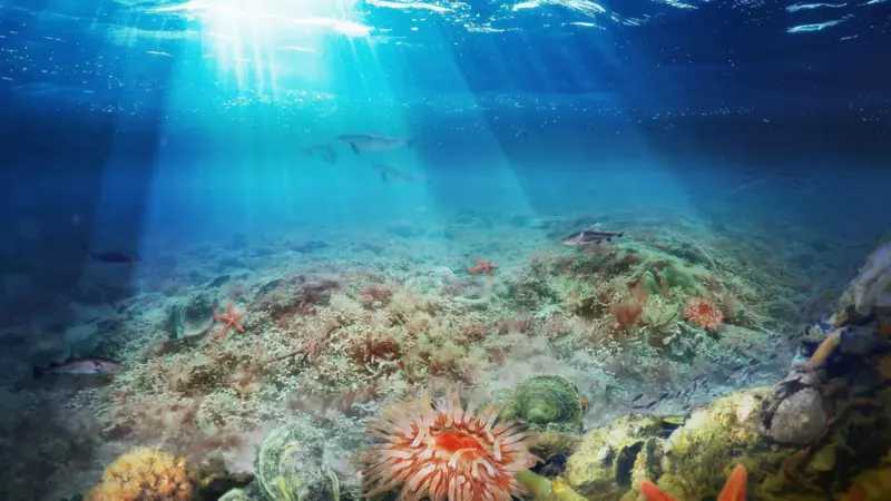 Oyster reef