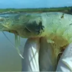 Shrimp, Thainamviet