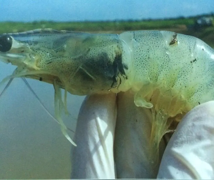 Shrimp, Thainamviet