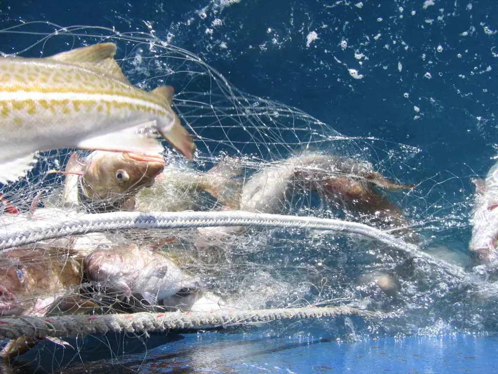Iceland cod