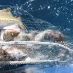 Iceland cod