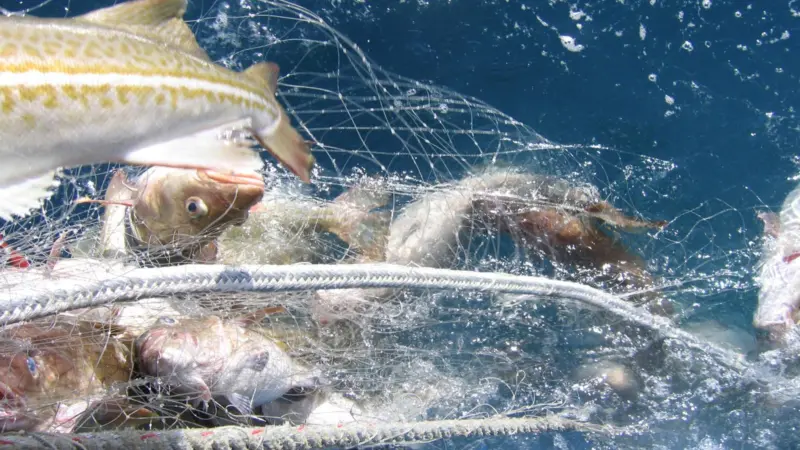 Iceland cod