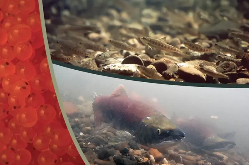 Pacific salmon