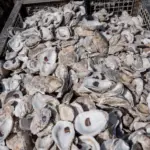 oyster