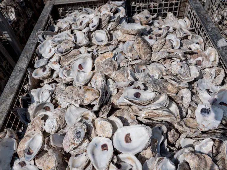 oyster