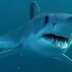 Shortfin mako shark