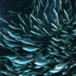 NEA mackerel