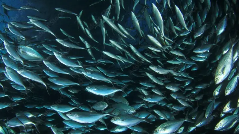 NEA mackerel