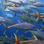 Pacific yellowfin tuna