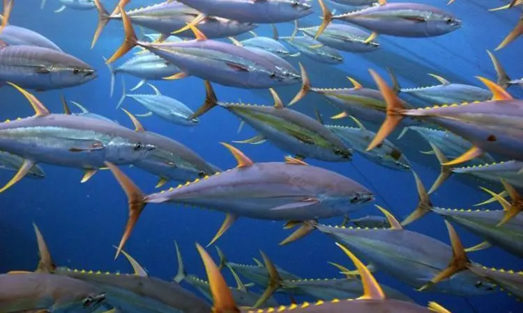 Pacific yellowfin tuna