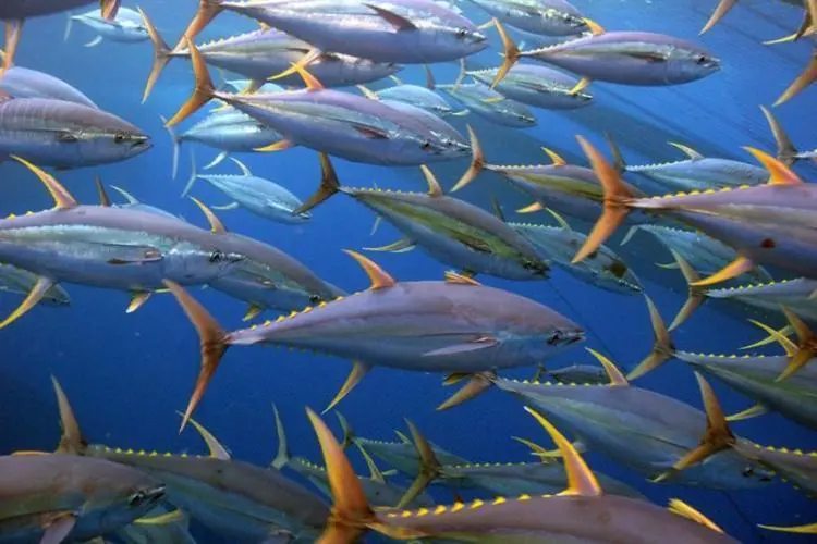 Pacific yellowfin tuna