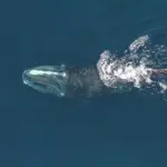 North Atlantic Right Whale