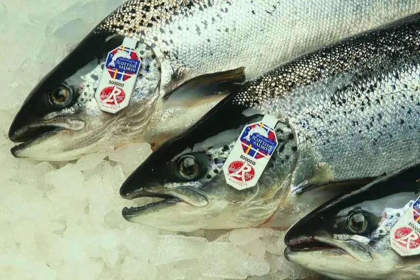 Label Rouge salmon