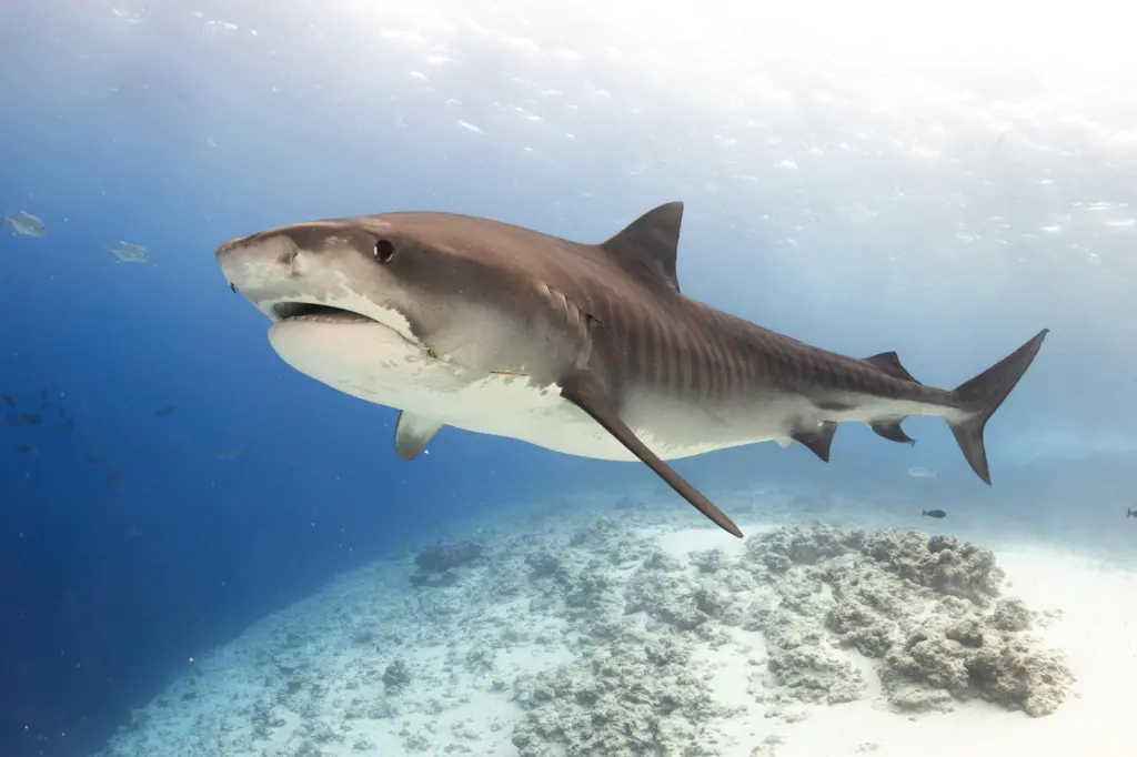 Shark sanctuary