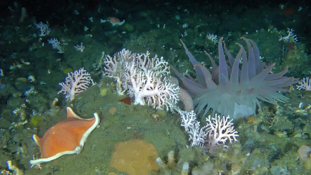 batstar hydrocoral anemone