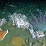 batstar hydrocoral anemone