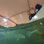 NIWA kingfish launch