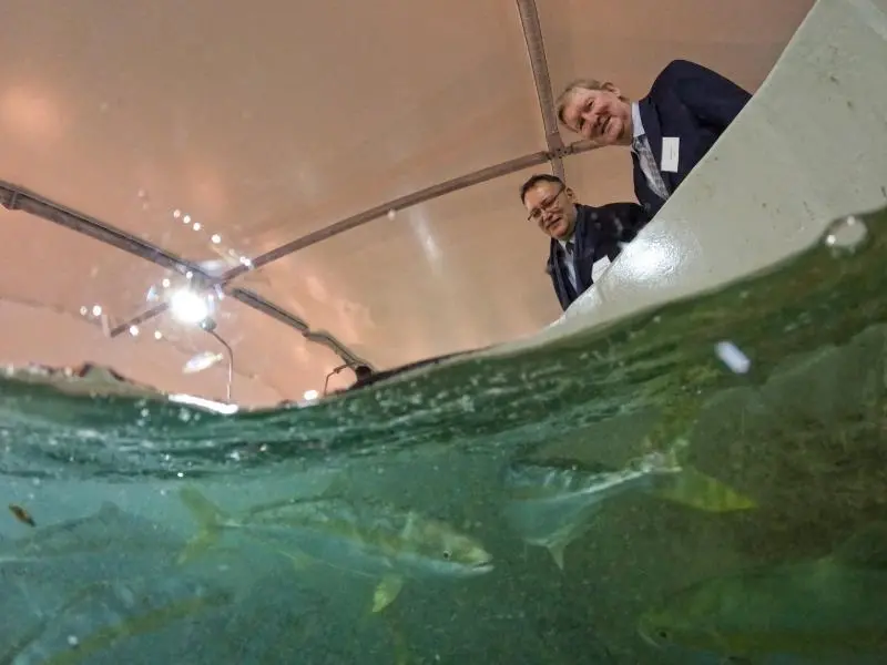 NIWA kingfish launch