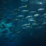 Atlantic chub mackerel