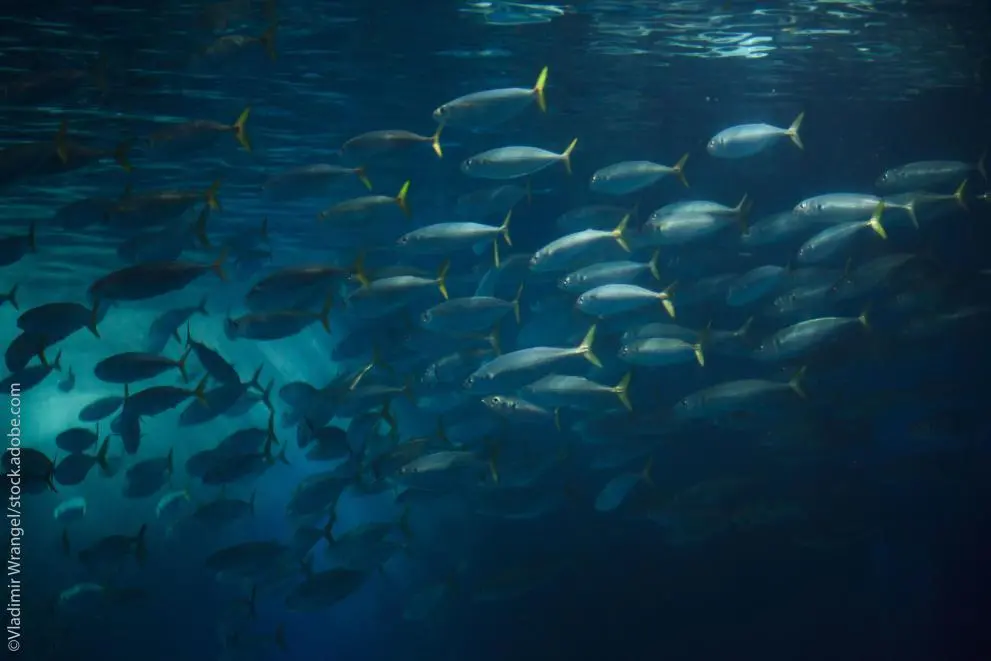 Atlantic chub mackerel
