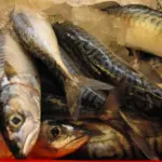 Iceland mackerel