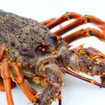 Australian lobster