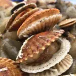 Queen scallops