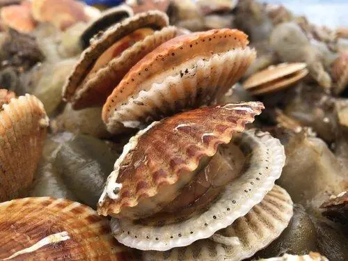 Queen scallops