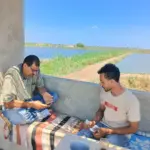 Two tilapia fishermen in Egypt accessing an app which helps improve welfare standards in aquaculture