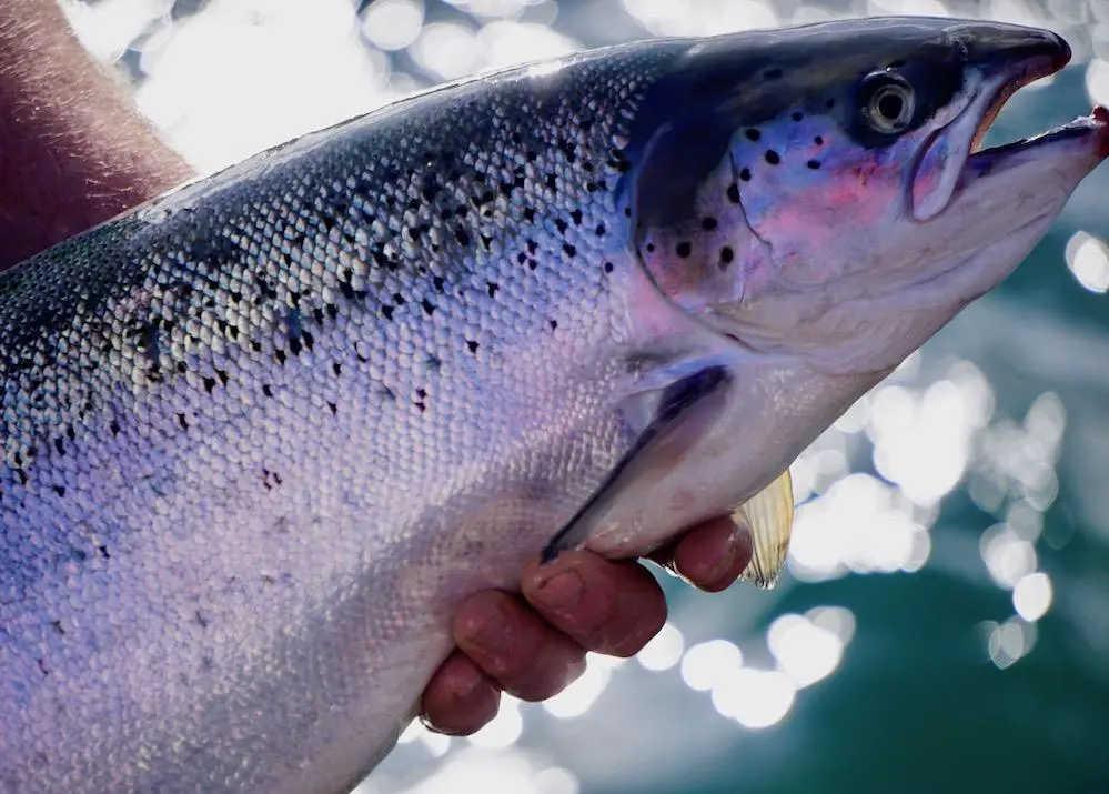 Scottish farmed salmon