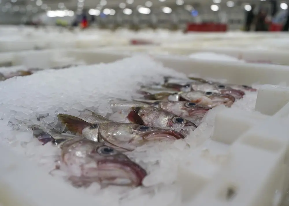 North Sea cod