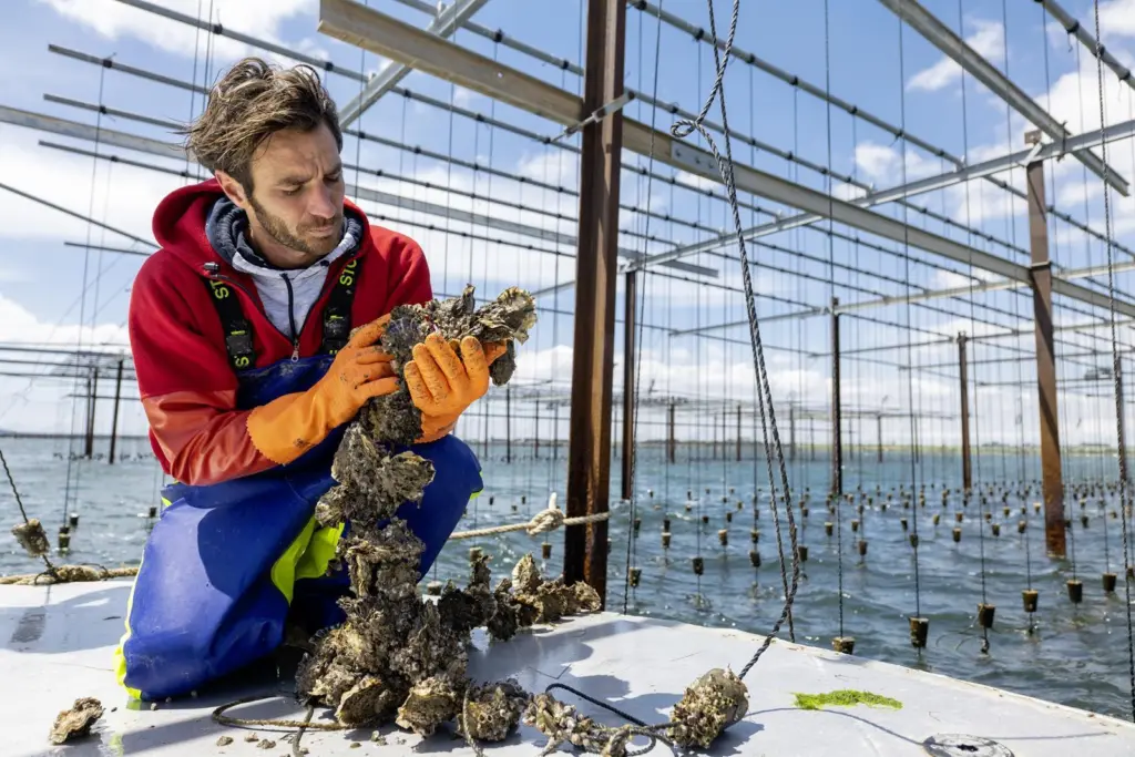 Mediterranean aquaculture