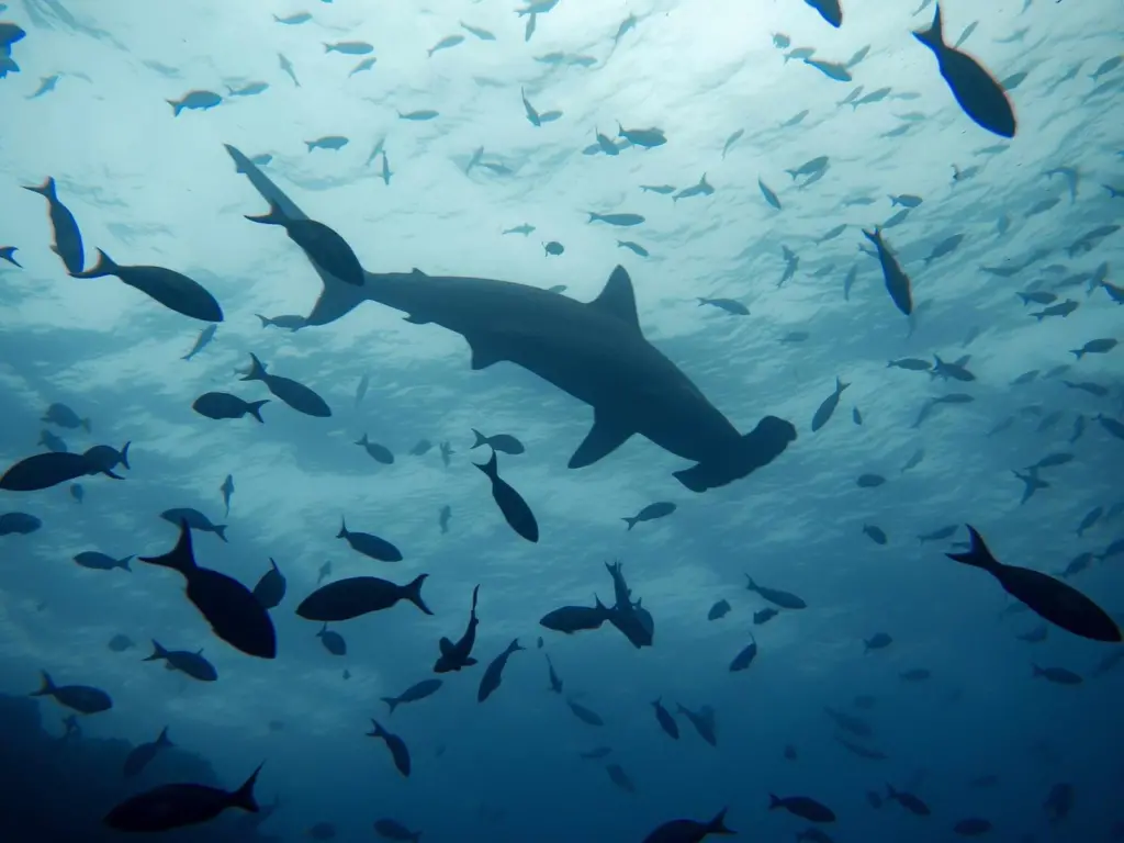 Shark League