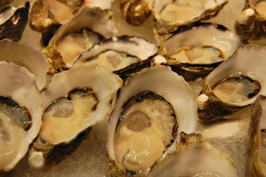Oysters