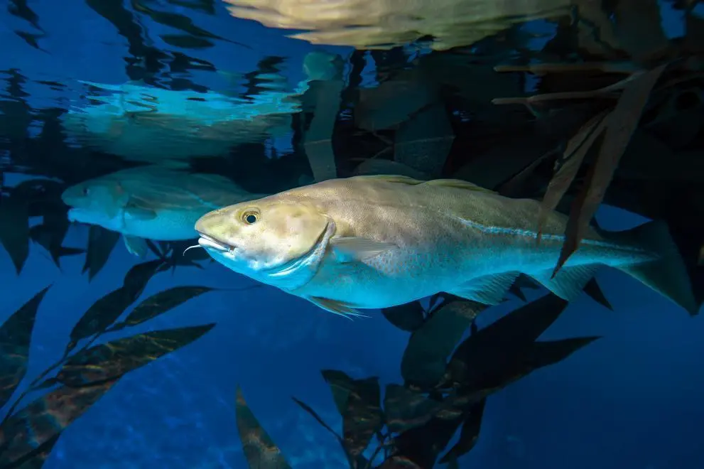 Baltic cod