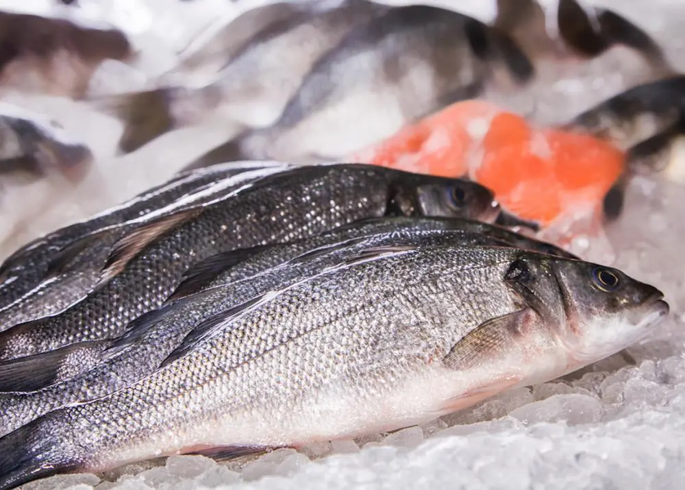 European seabass