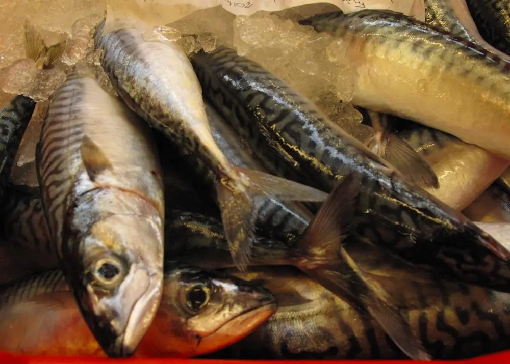 Mackerel
